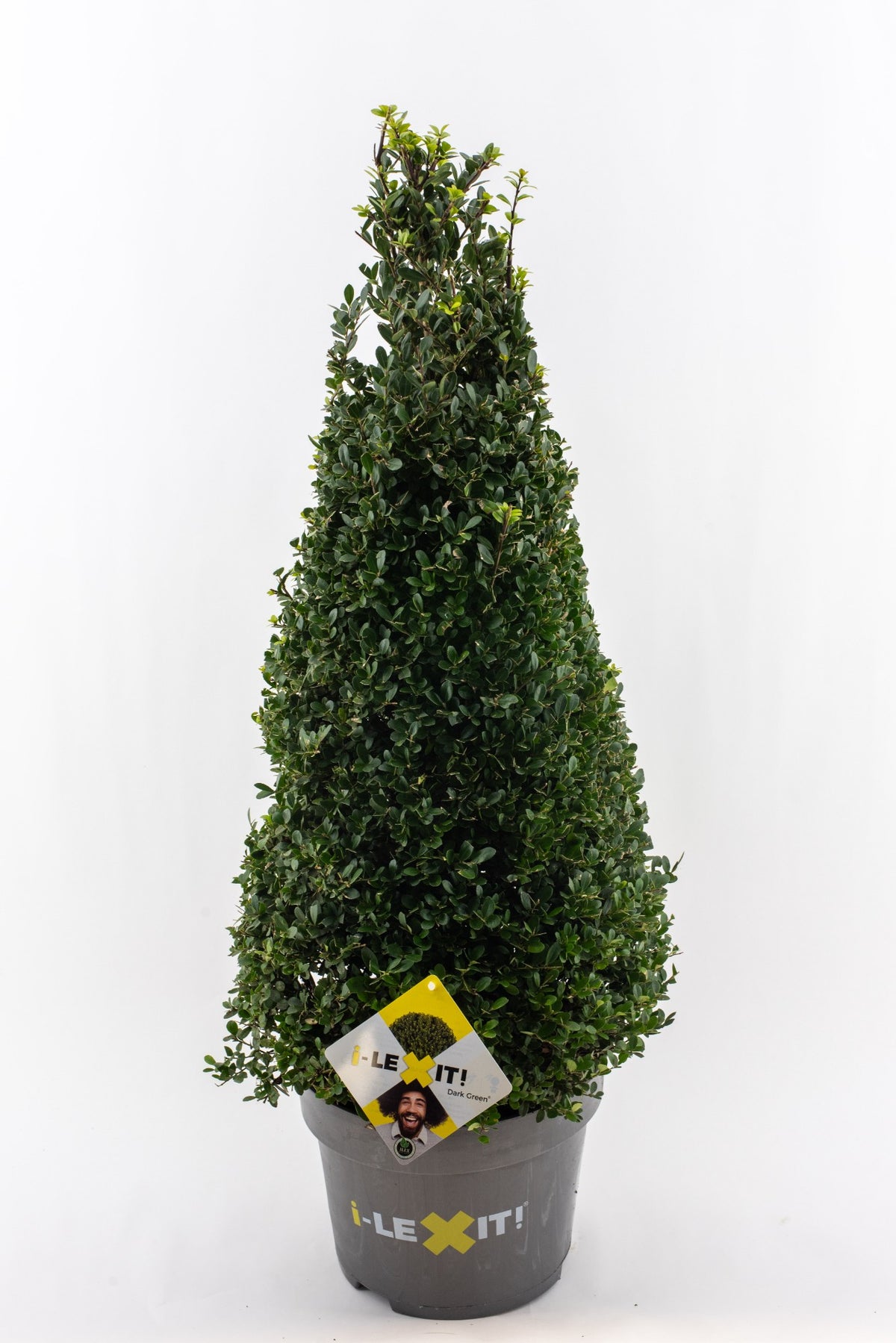 Ilex crenata Dark Green Cone 100cm 29cm Pot