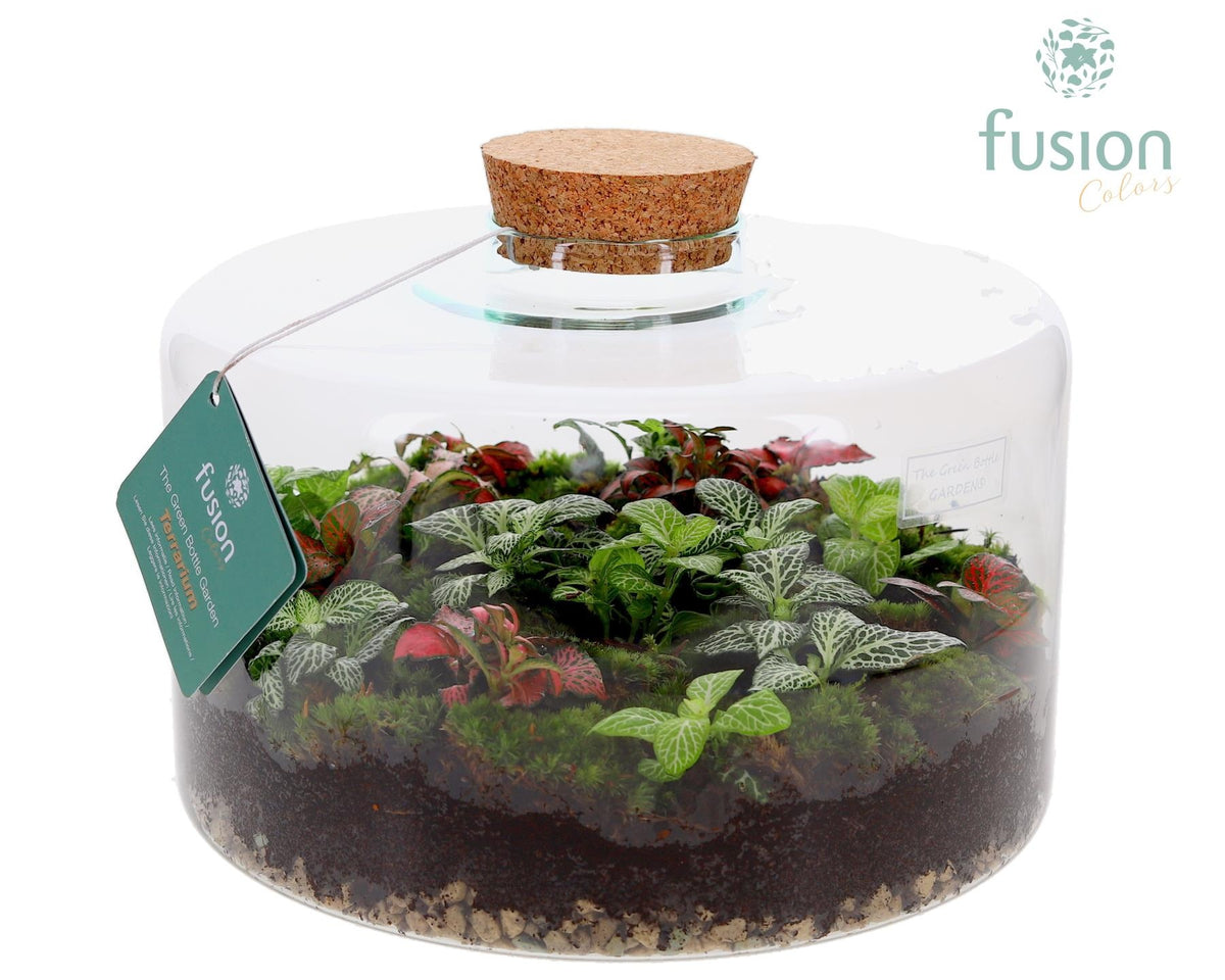 Green Bottle Kyra XLarge met Terrarium arrangement 25cm 27cm Pot