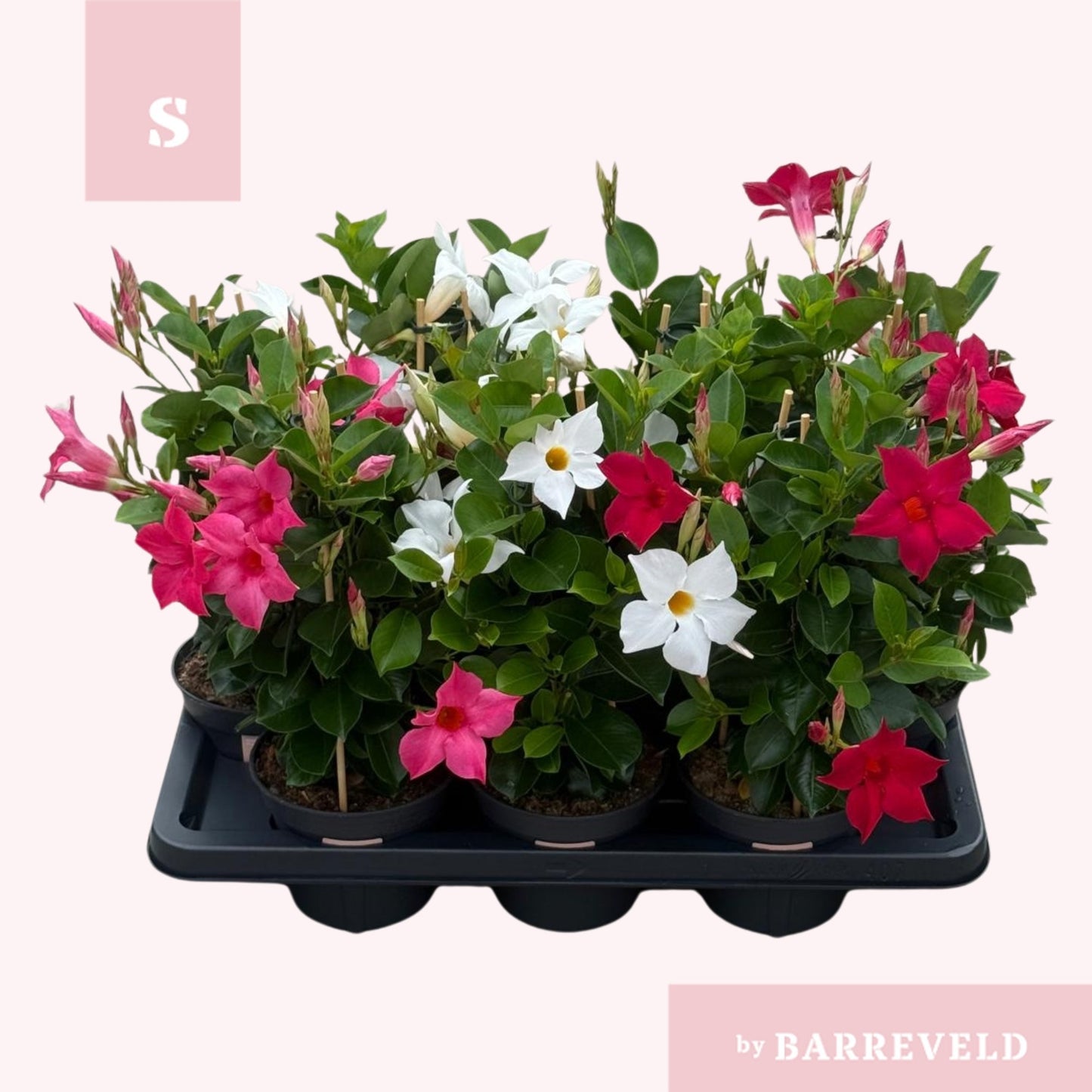 Mandevilla mix 45cm 14cm Pot