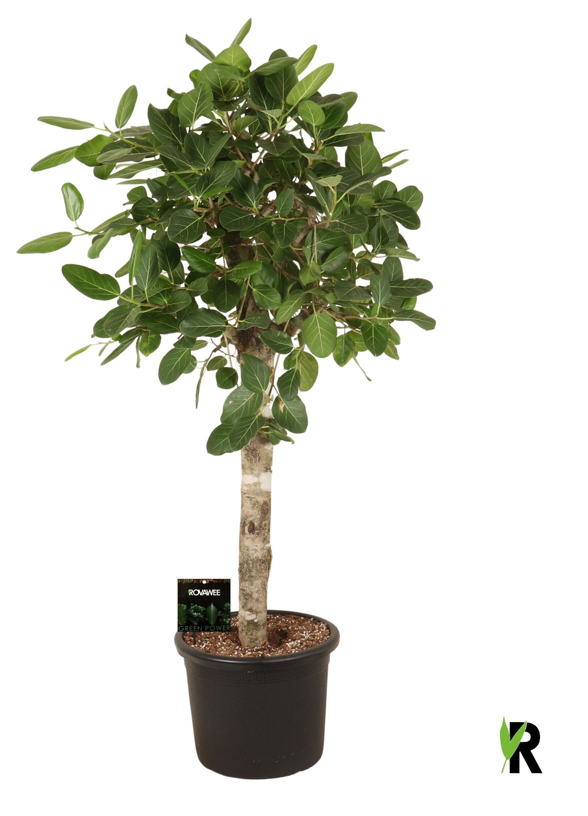 Ficus bengh. Audrey 180cm 45cm Pot