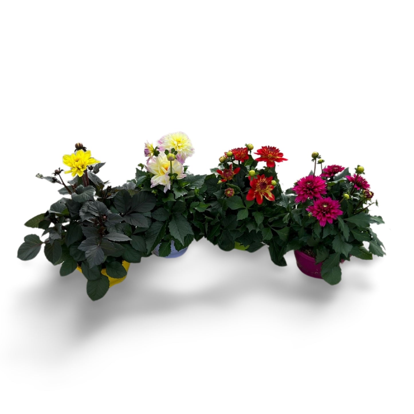 Dahlia Gardenetta Pearl 35cm 21cm Pot