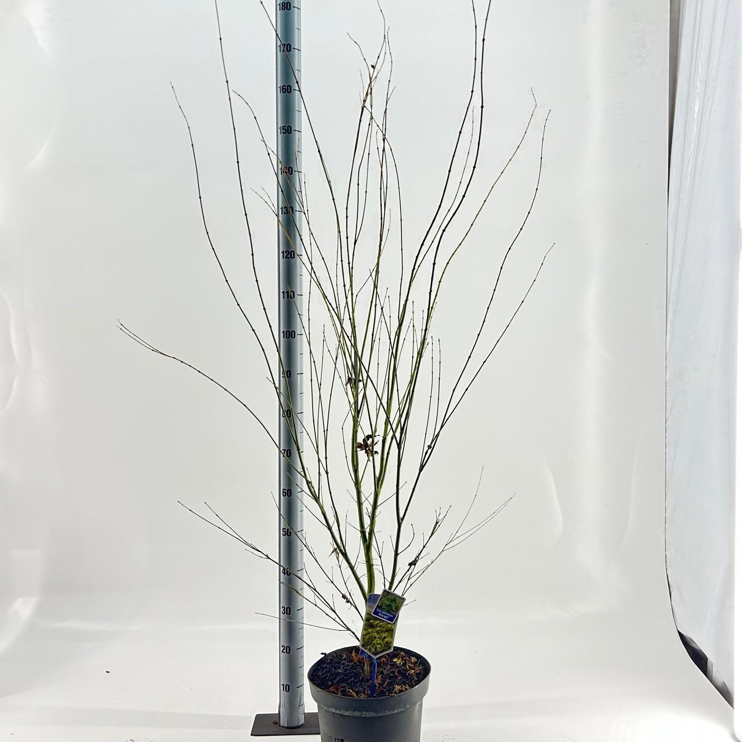 Acer Aoyagi 120cm 29cm Pot