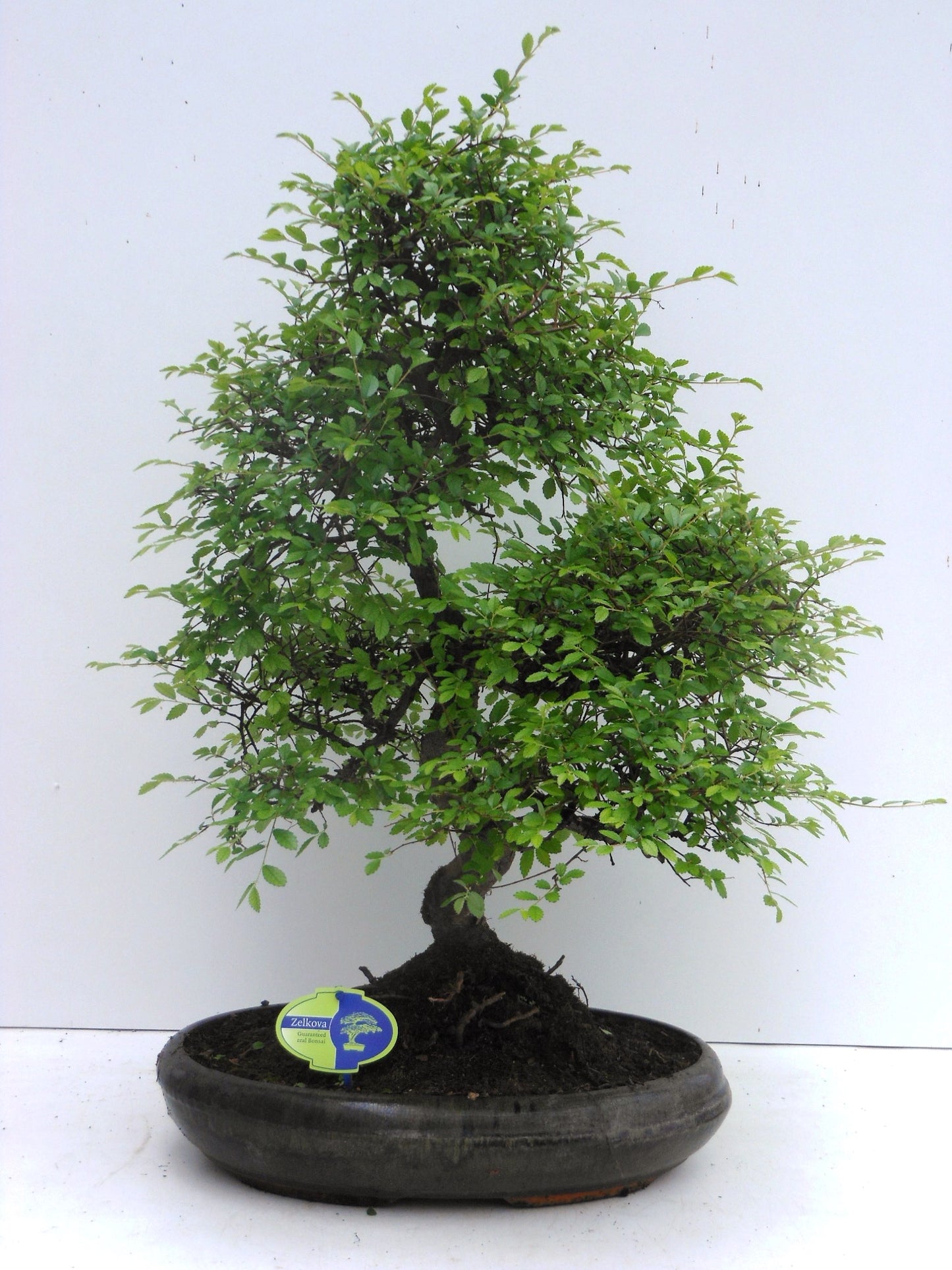 Bonsai Mix 50cm 39cm Pot