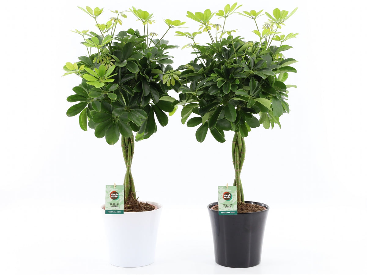 Schefflera Nora 75cm 22cm Pot