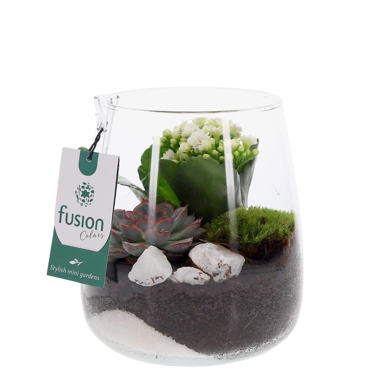 Glazen vaas met Kalanchoe en Succulent 20cm 15cm Pot