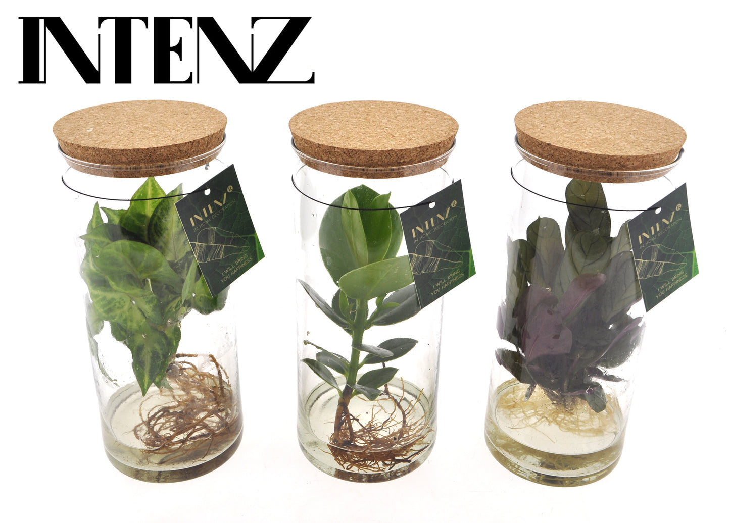 VDE plant BV Foliage Intenz mix in glass cylinder Pack of 6
