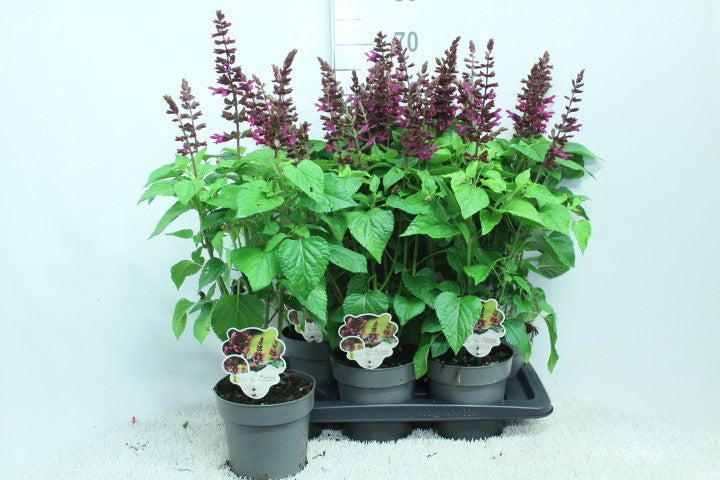 Salvia Salgoon Lake Flamingo 60cm 17cm Pot