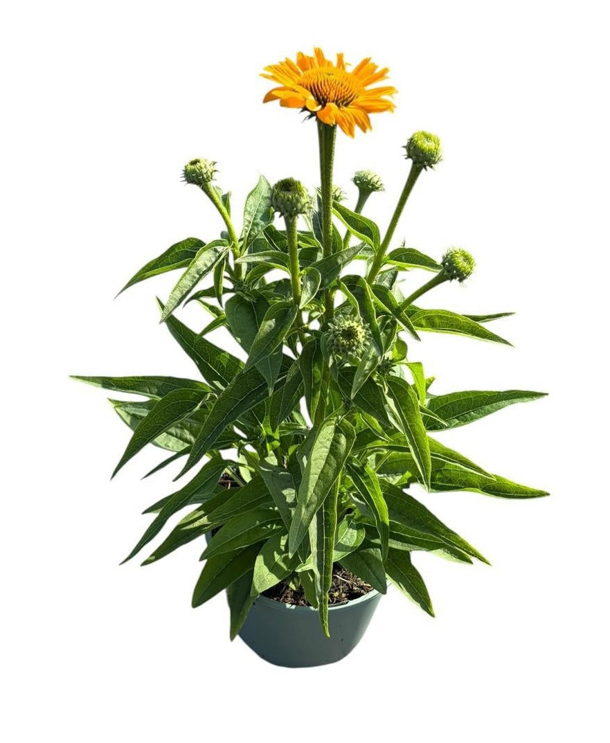 Echinacea Sunseekers Yellow 35cm 17cm Pot