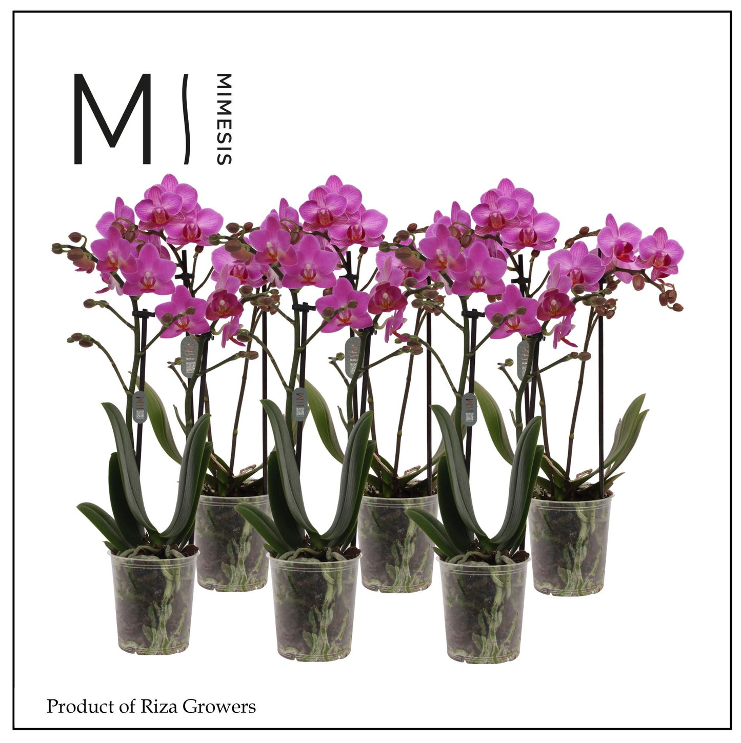 Riza Ter Laak Orchios Phalaenopsis pink Pack of 12