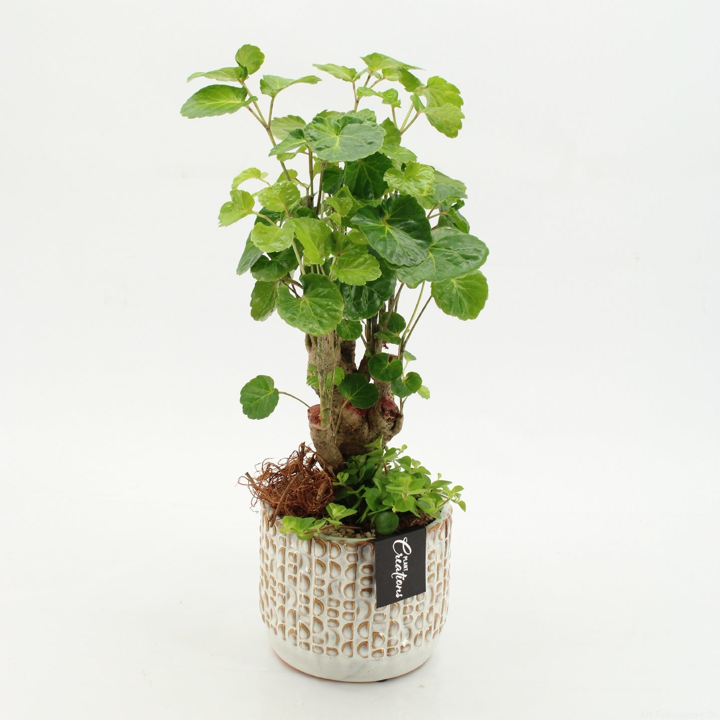 Indoor green arrangement 45cm 14cm Pot