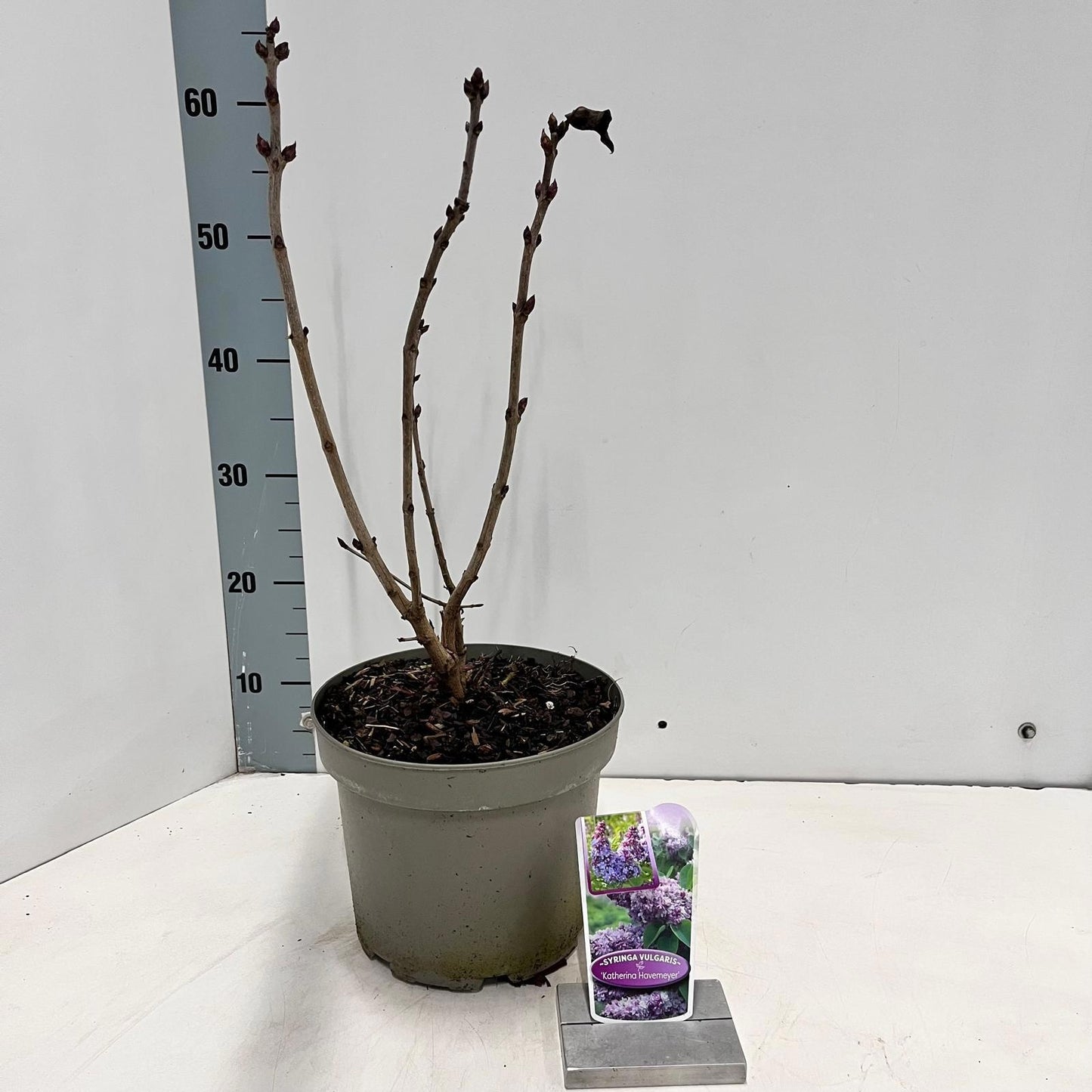 Syringa vulgaris Katherine Havemeyer 55cm 23cm Pot