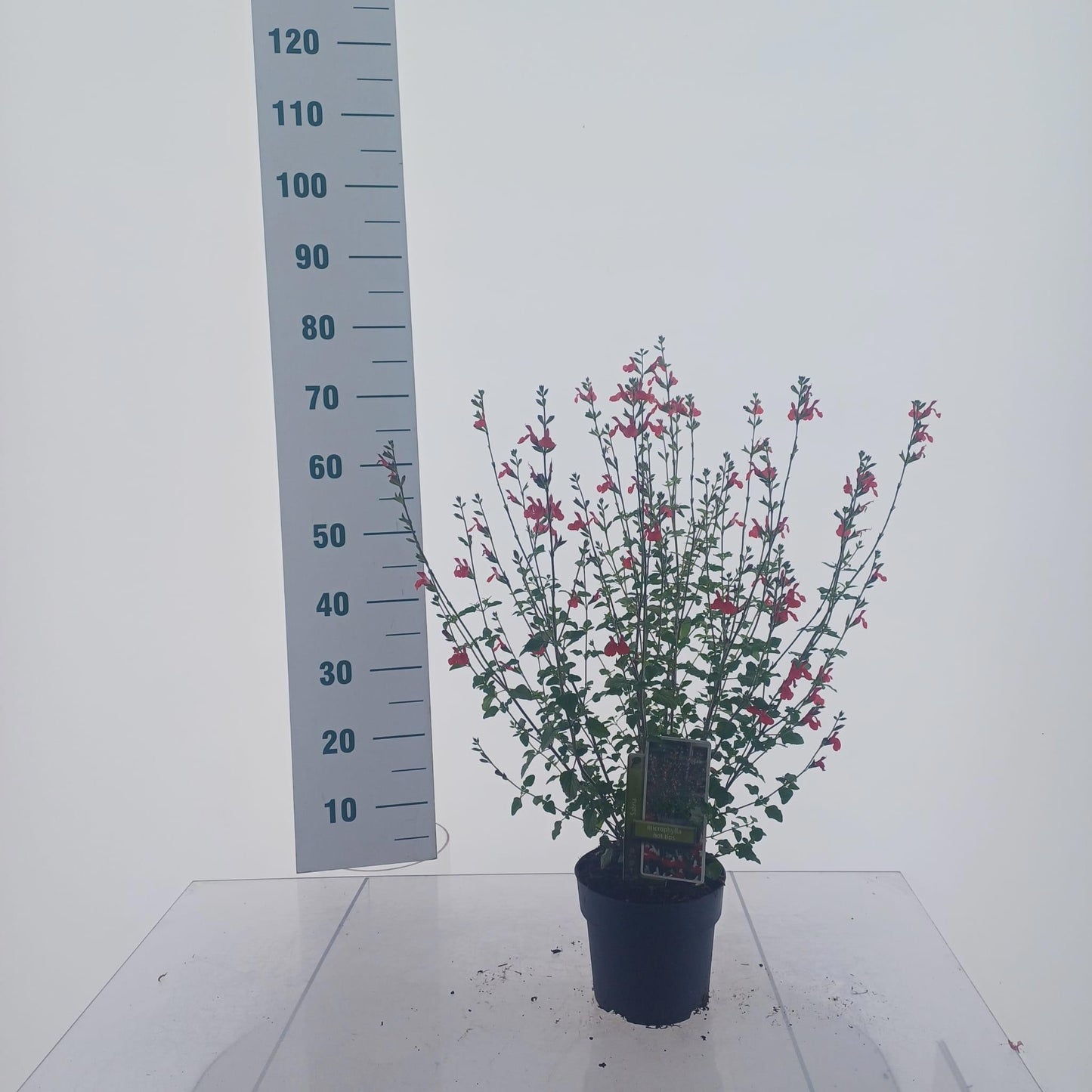 Salvia mic. Hot Lips 70cm 17cm Pot