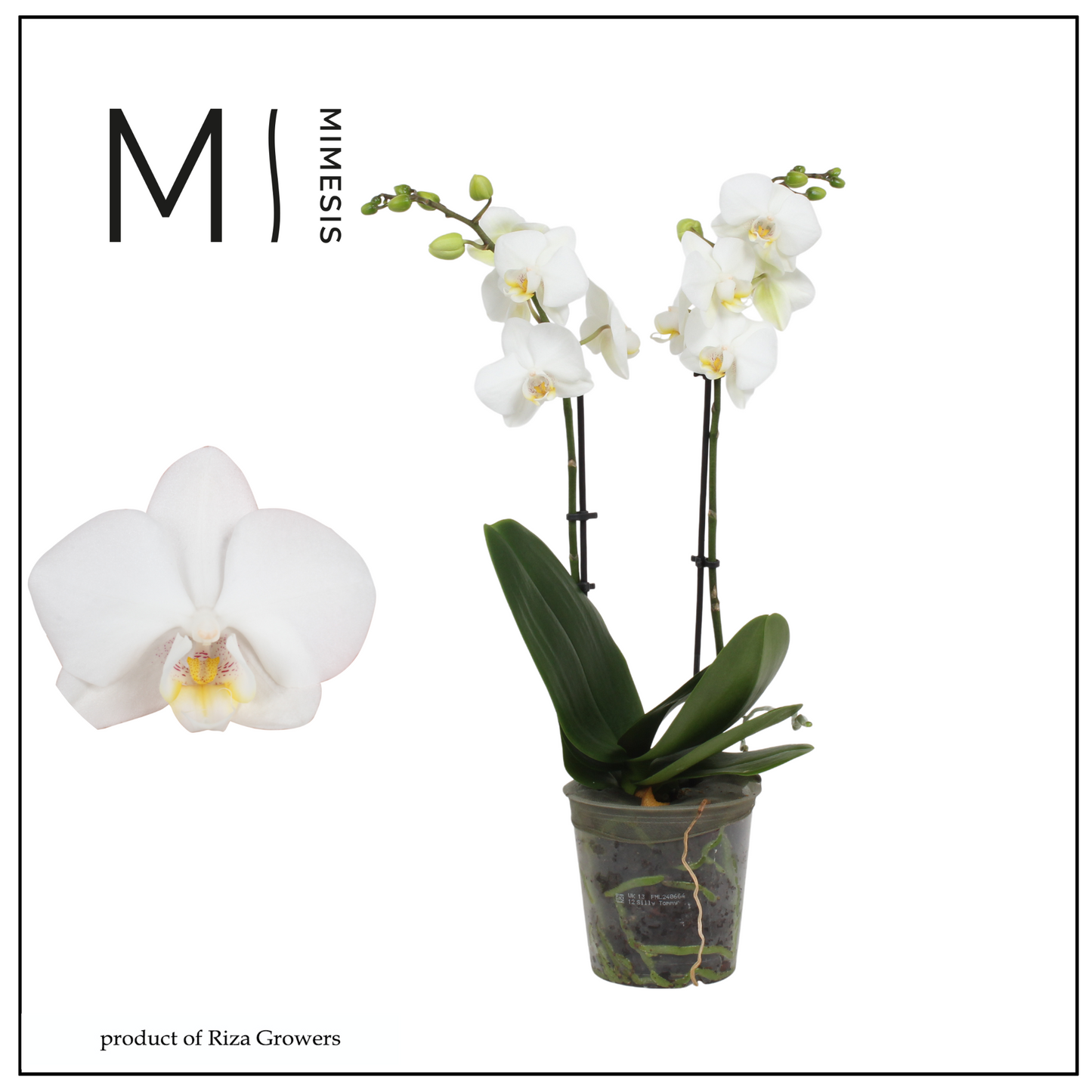 Phalaenopsis mf. Silly Tommy 50cm 12cm Pot