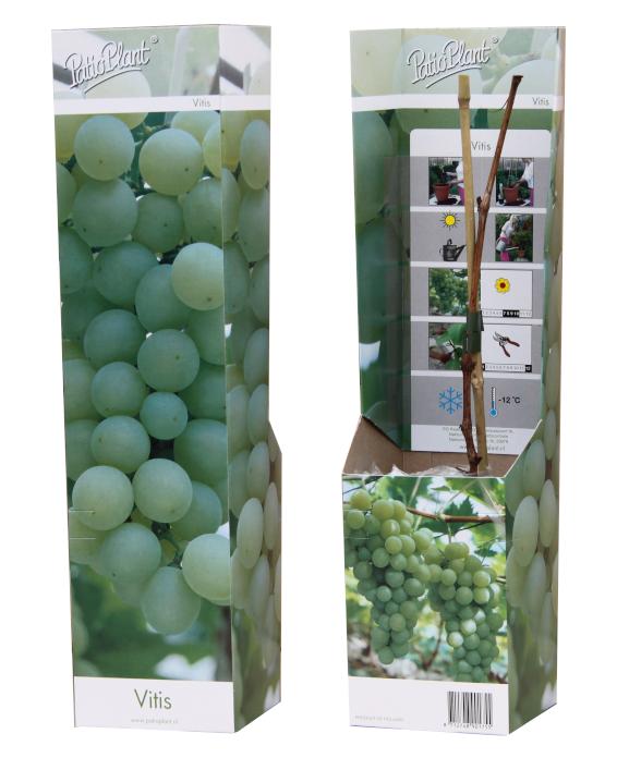 Vitis vinifera (White Grape) 35cm 10.5cm Pot