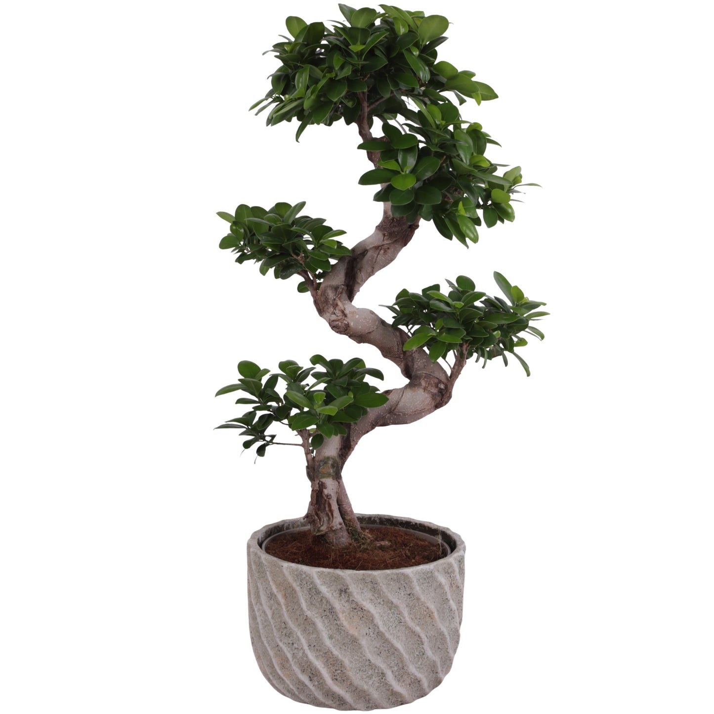 Ficus Ginseng 70cm 26cm Pot