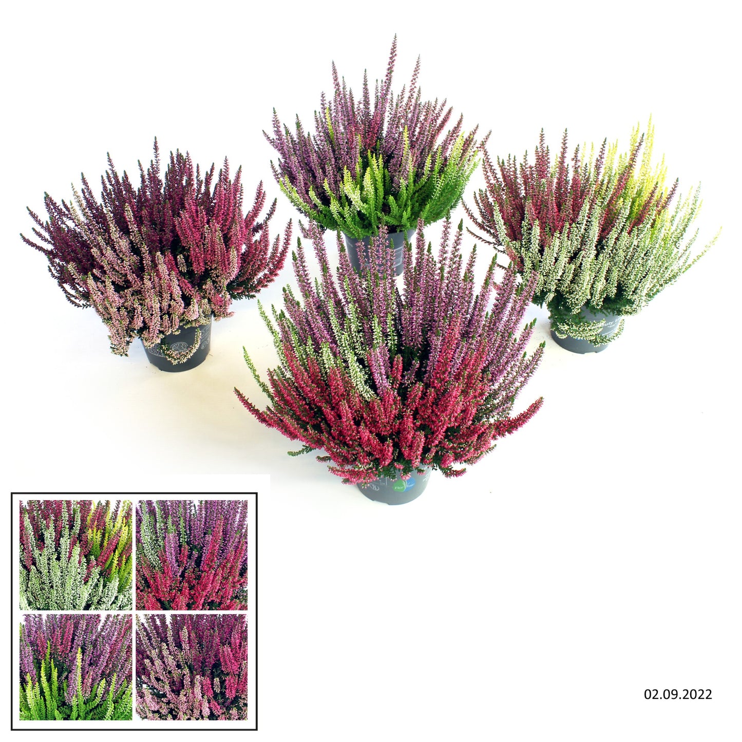 Calluna Beauty Ladies trio 20cm 13cm Pot