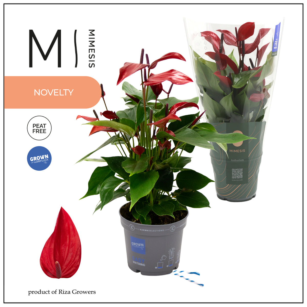 Riza Karma Plants Anthurium Banderola Lava Pack of 10