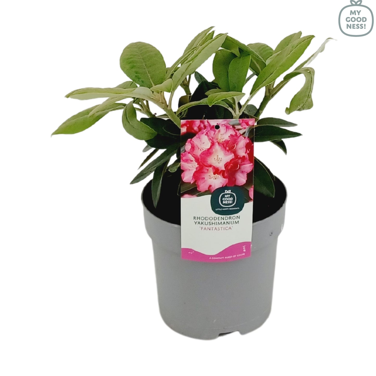 Leybaert BVBA Rhododendron Fantastica Pack of 1
