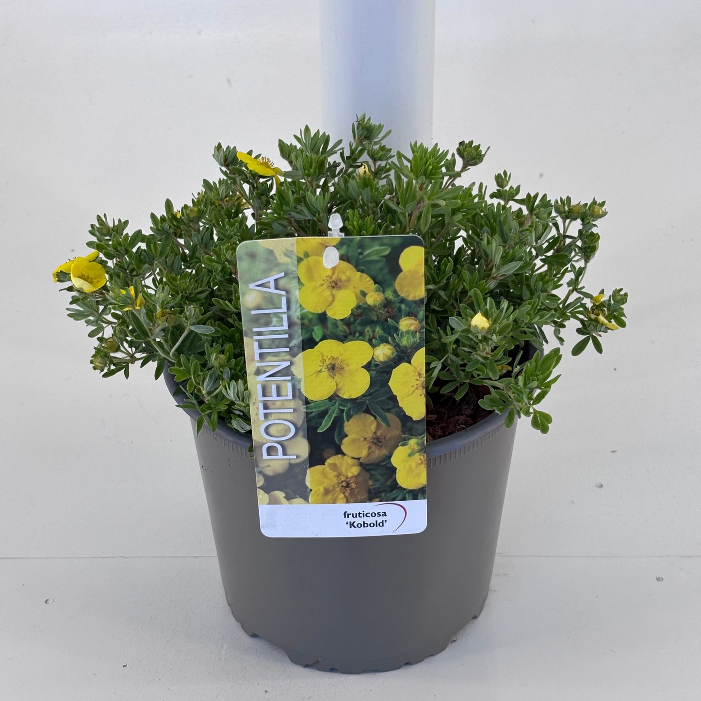 Potentilla frut. Kobold 20cm 19cm Pot
