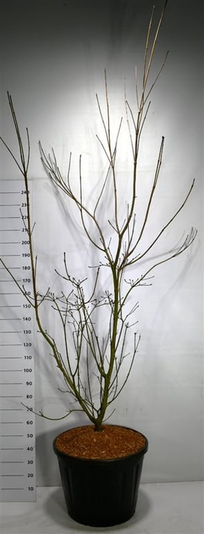 Bloemenkampen BV, Hkw. de Cornus Mix Pack of 1