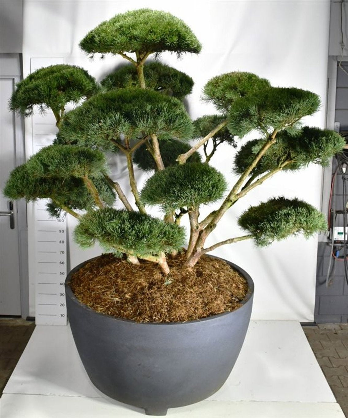 Pinus sylvestris Watereri 270cm 140cm Pot