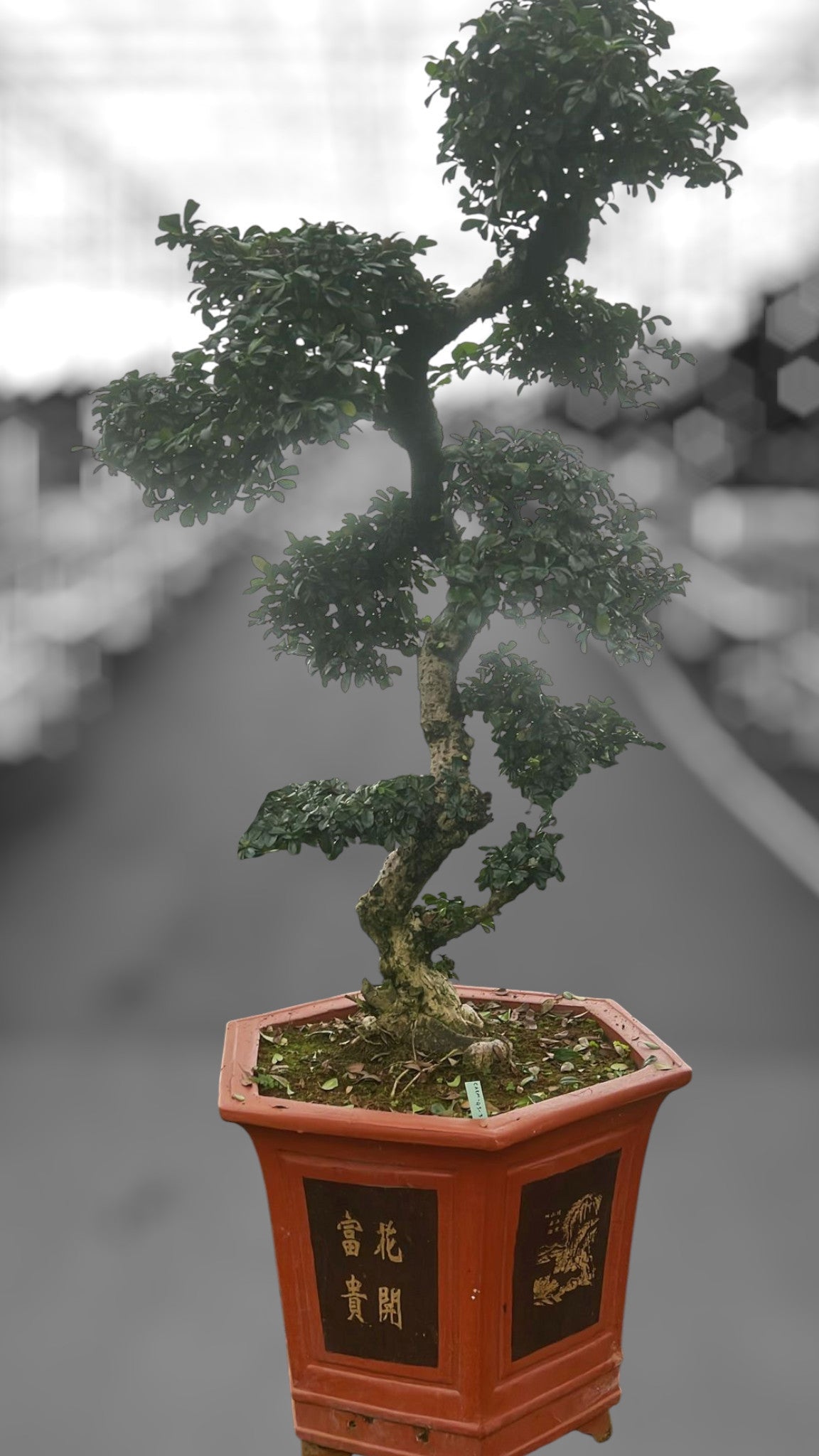 Carmona Bonsai 150cm 43cm Pot