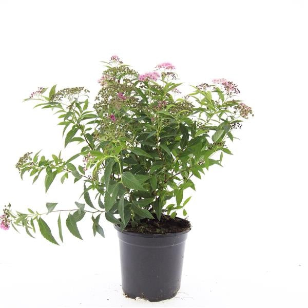 Spiraea japonica Genpei 10cm 14cm Pot