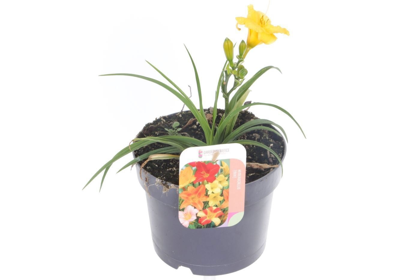 Hemerocallis Stella d'Oro 50cm 17cm Pot