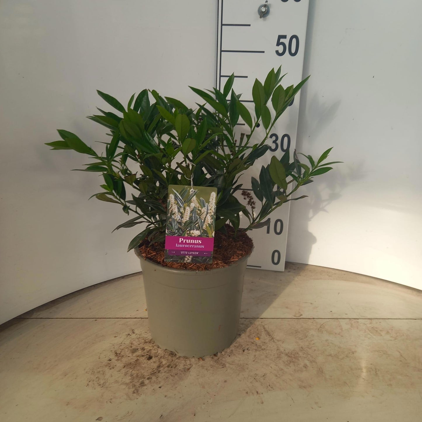 Prunus Otto Luyken 40cm 23cm Pot