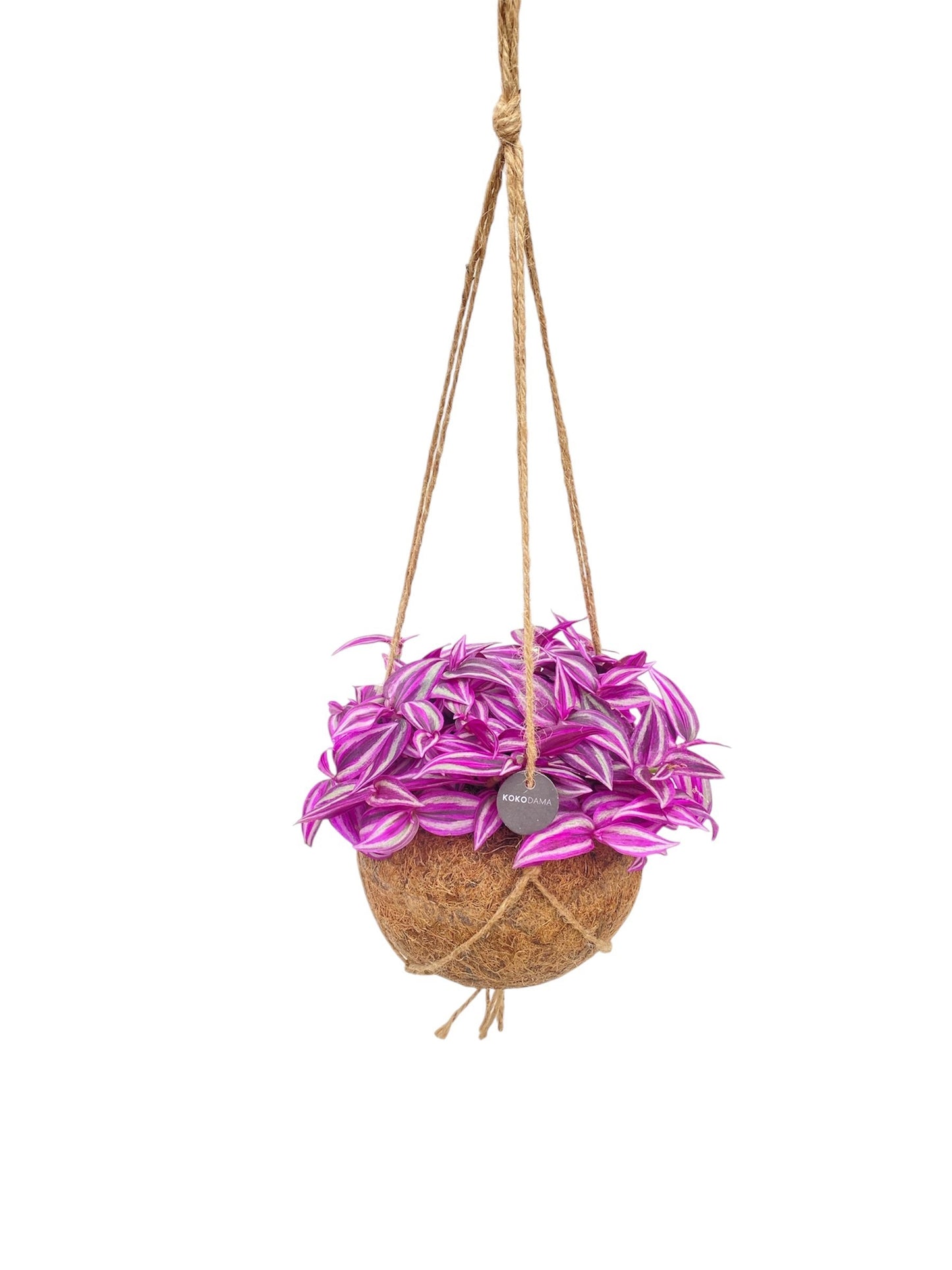 Kokoplant BV Tradescantia Pink Paradise Pack of 3
