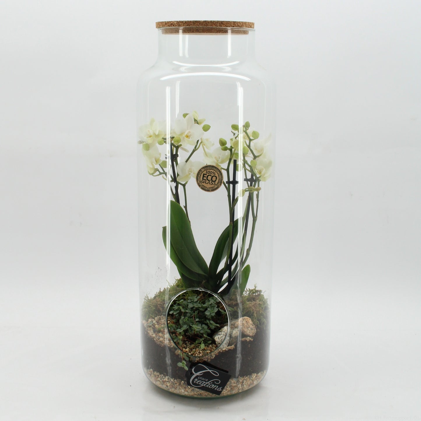 PHAL-2613W Phalaenopsis creatie terrarium 50cm 19cm Pot