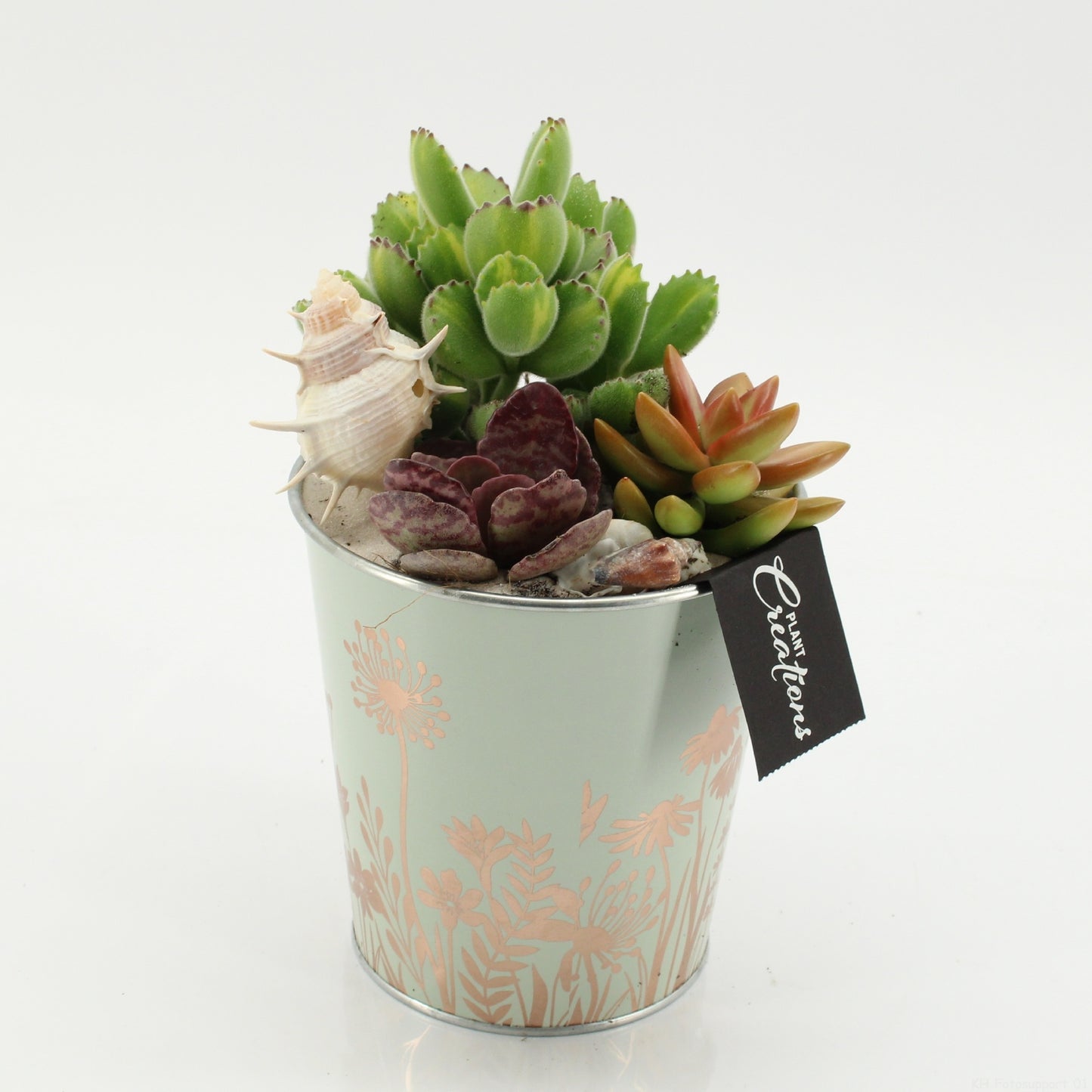 Indoor green arrangement 20cm 13cm Pot