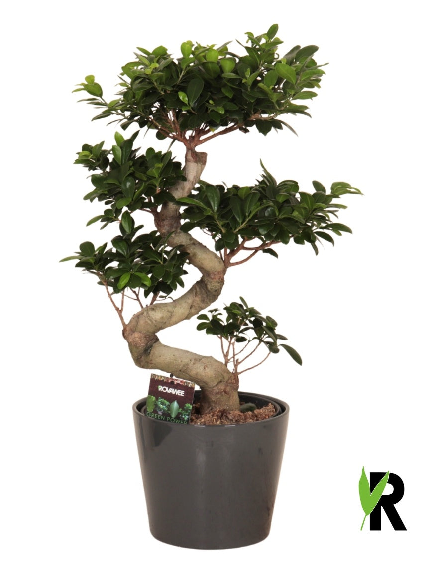 Ficus Ginseng 75cm 25cm Pot