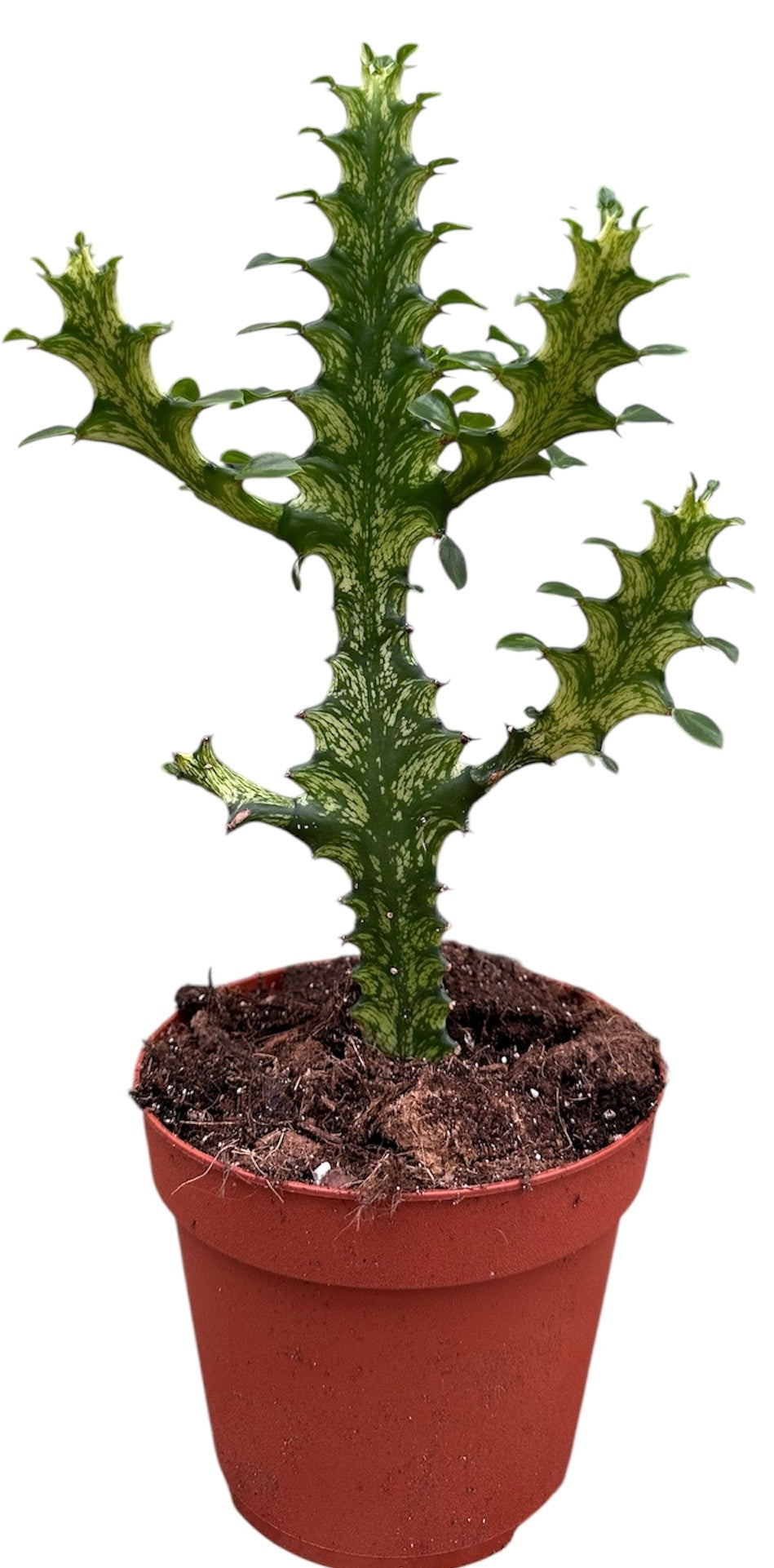 Plants 40cm 14cm Pot