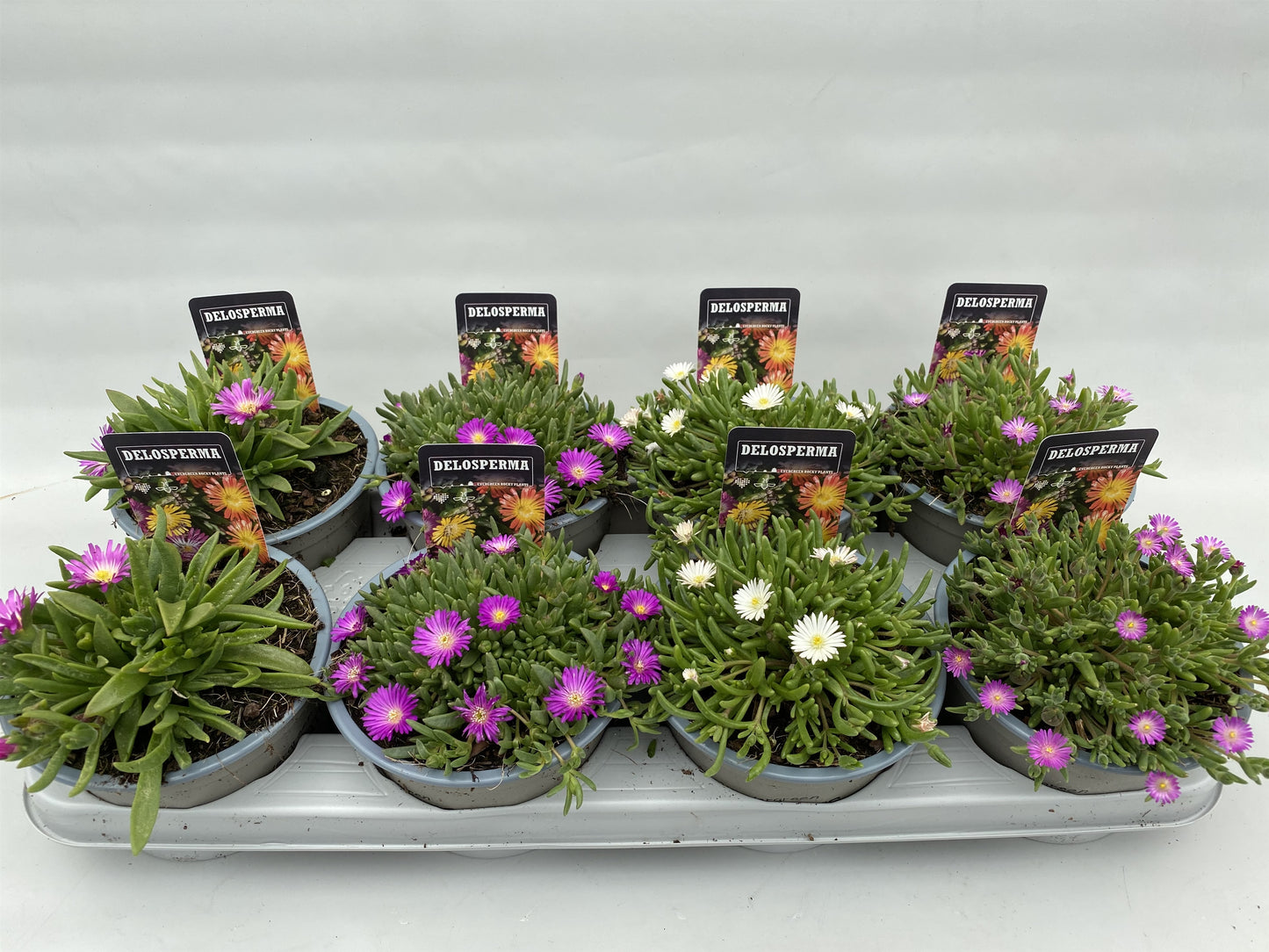 EvergreenRockyPlants Delosperma mix Pack of 8
