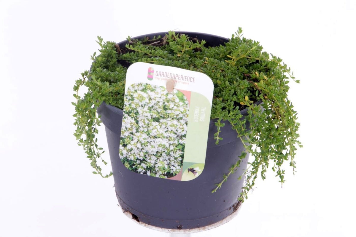 Thymus Albiflorus 20cm 13cm Pot