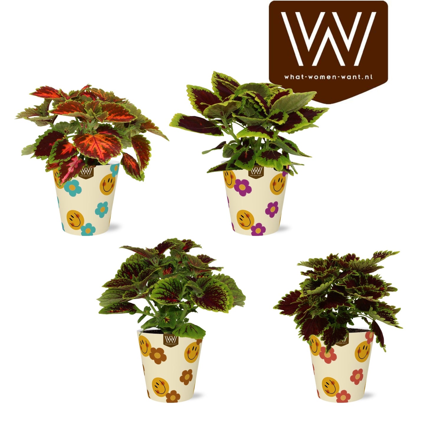 Adrichem Potplanten Coleus mix Pack of 6