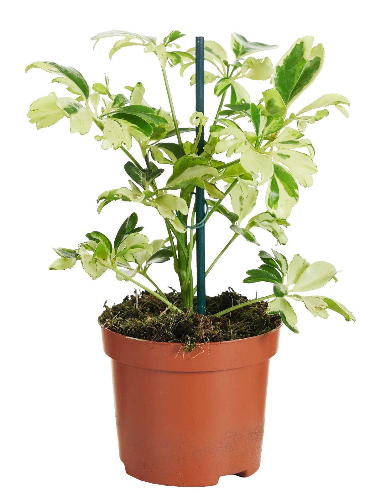 Schefflera Janine 20cm 9cm Pot