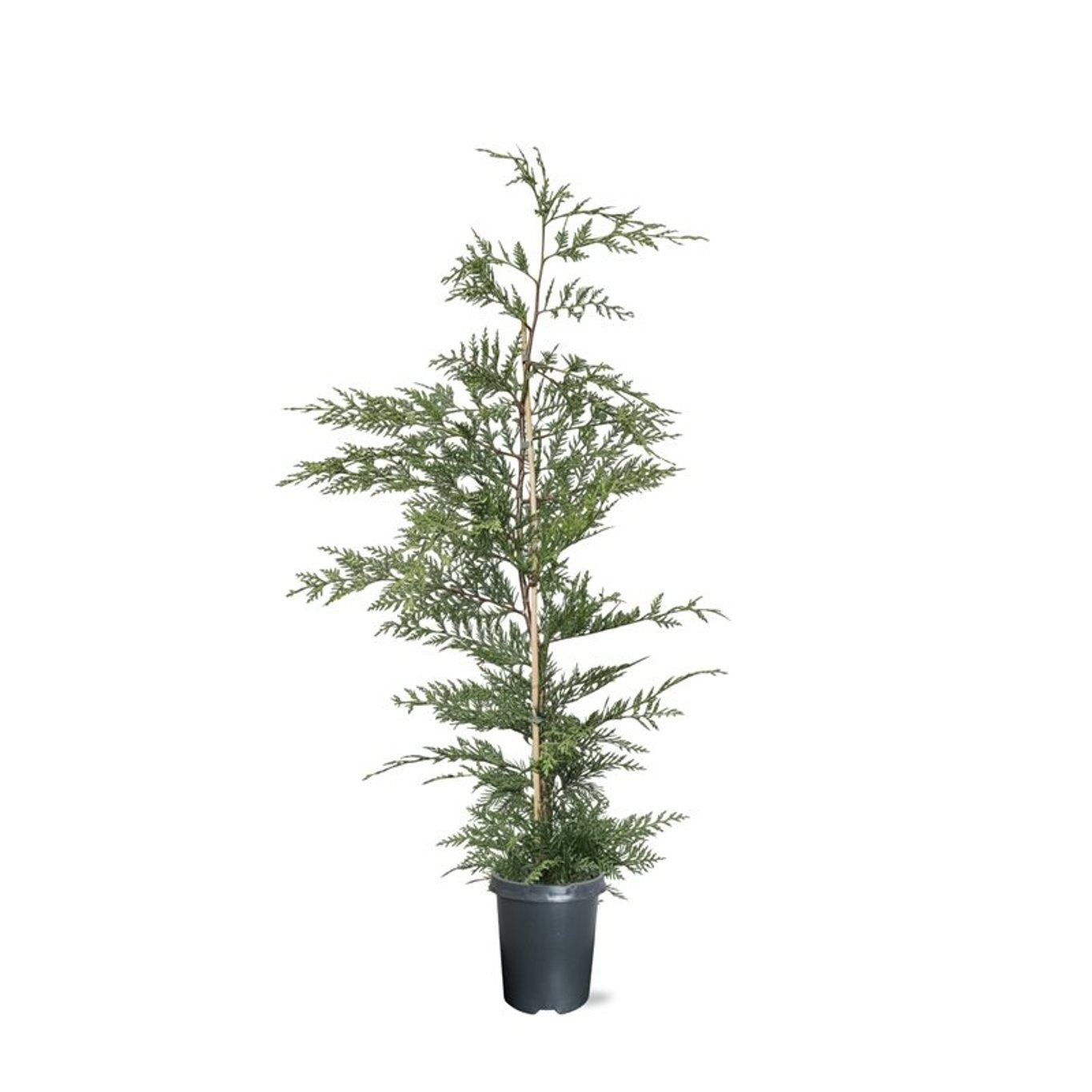 Cupressocyparis leylandii 130cm 21cm Pot