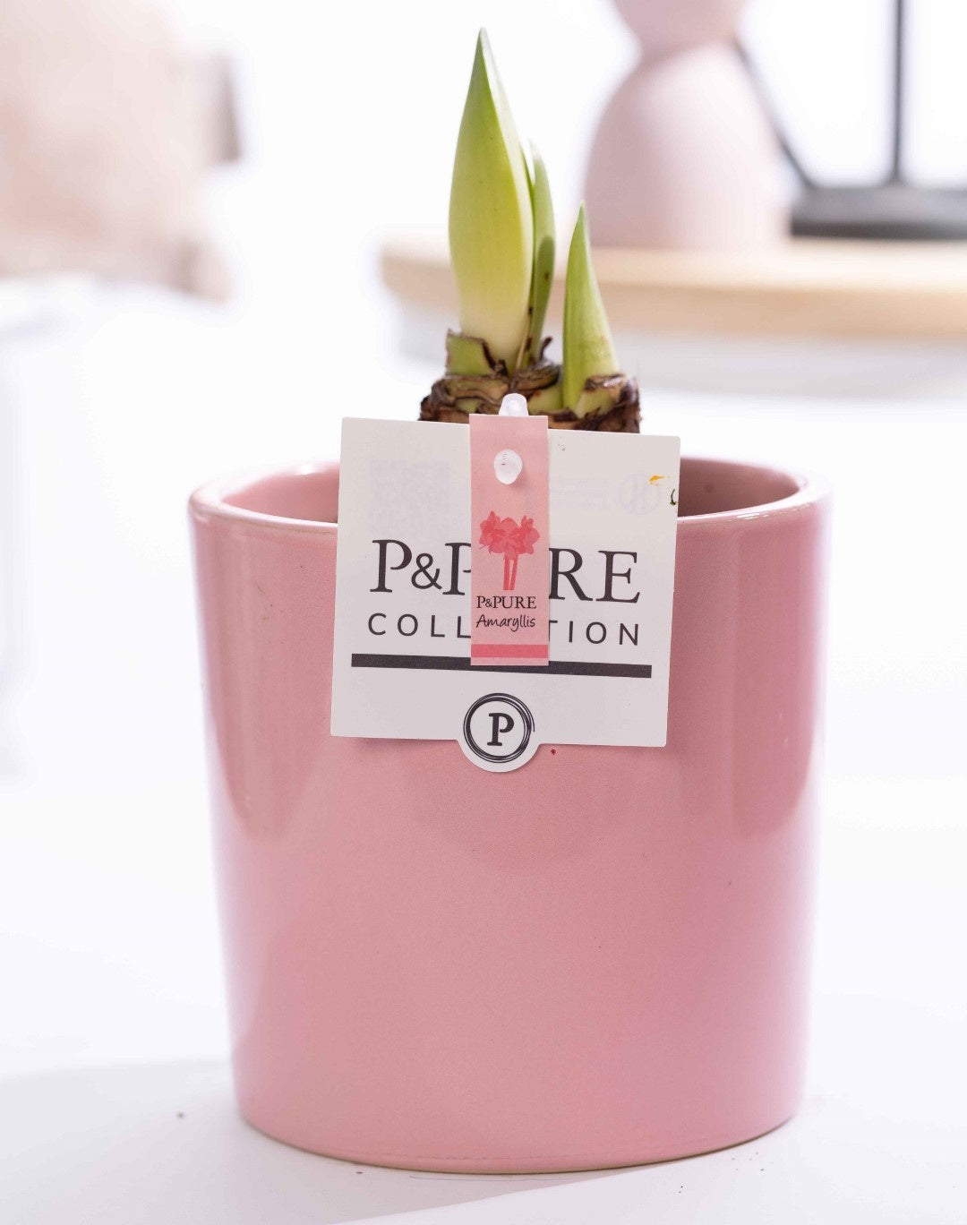 Hippeastrum 22cm 12cm Pot