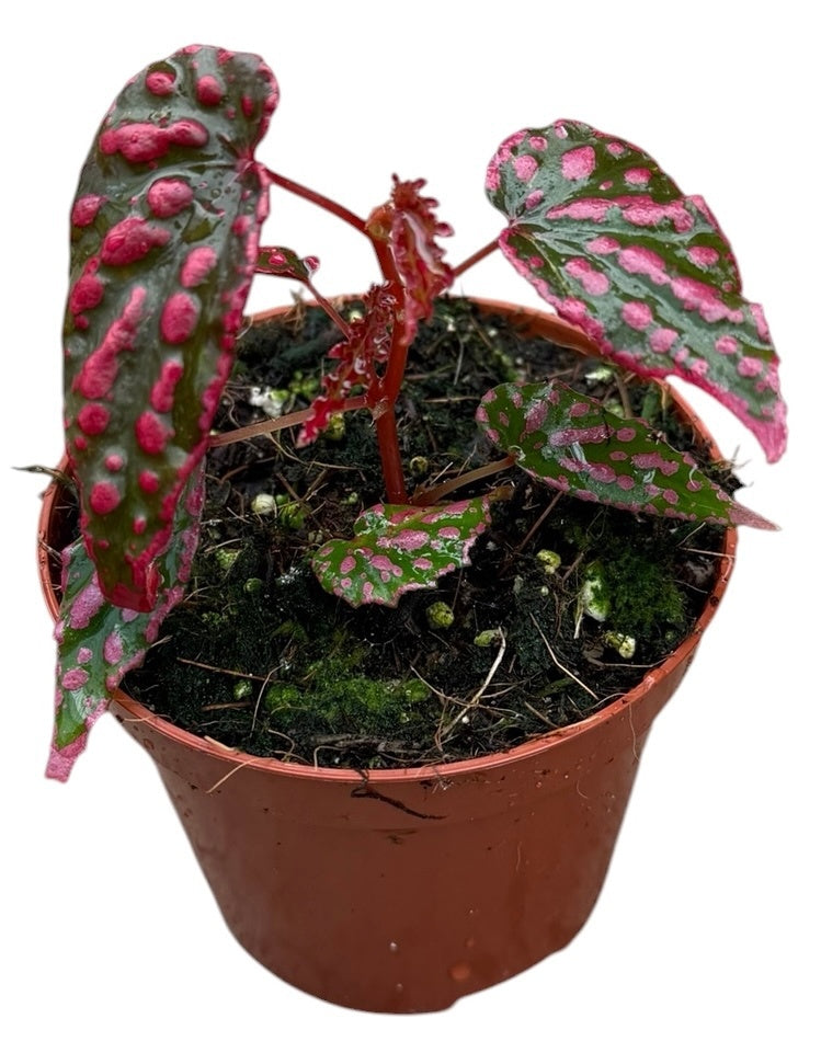 Begonia Cottage Bright Red 12cm 8cm Pot