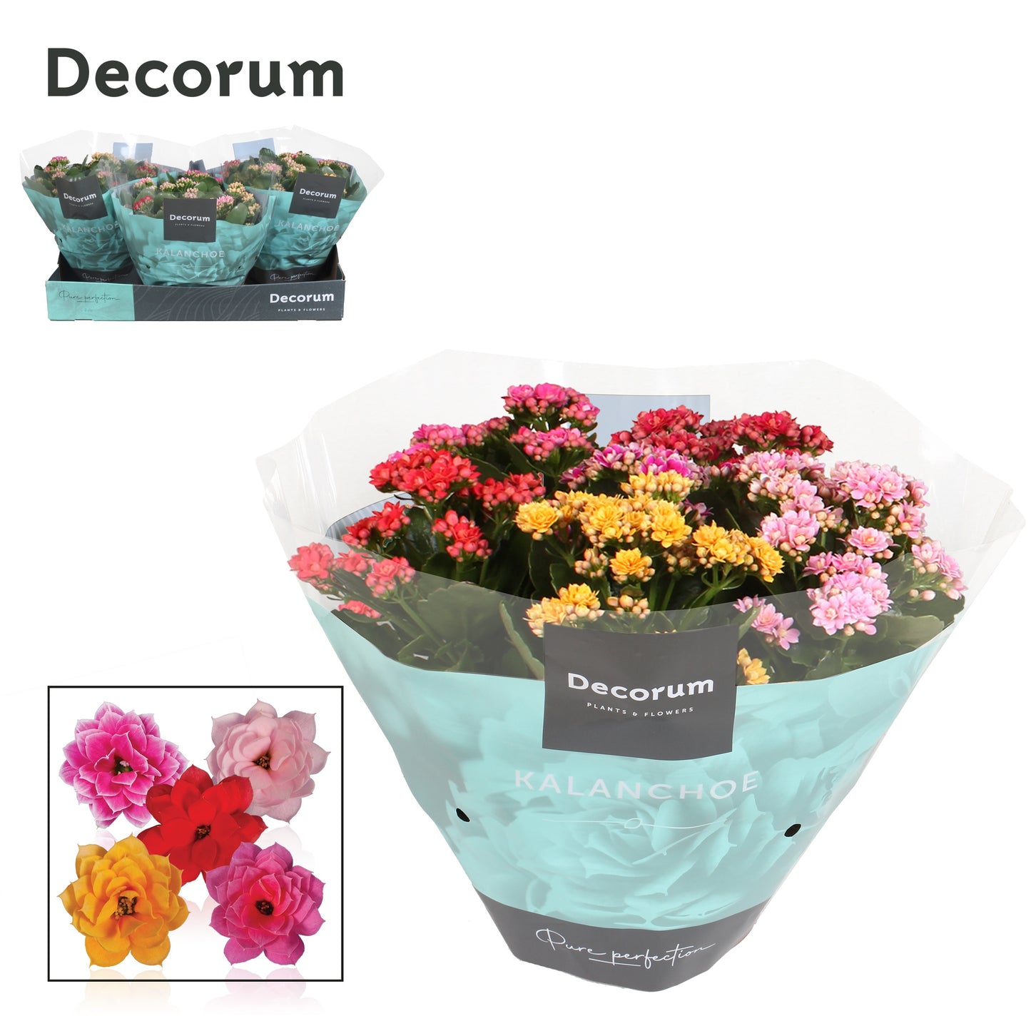 Kalanchoe carnaval Decorum 28cm 23cm Pot