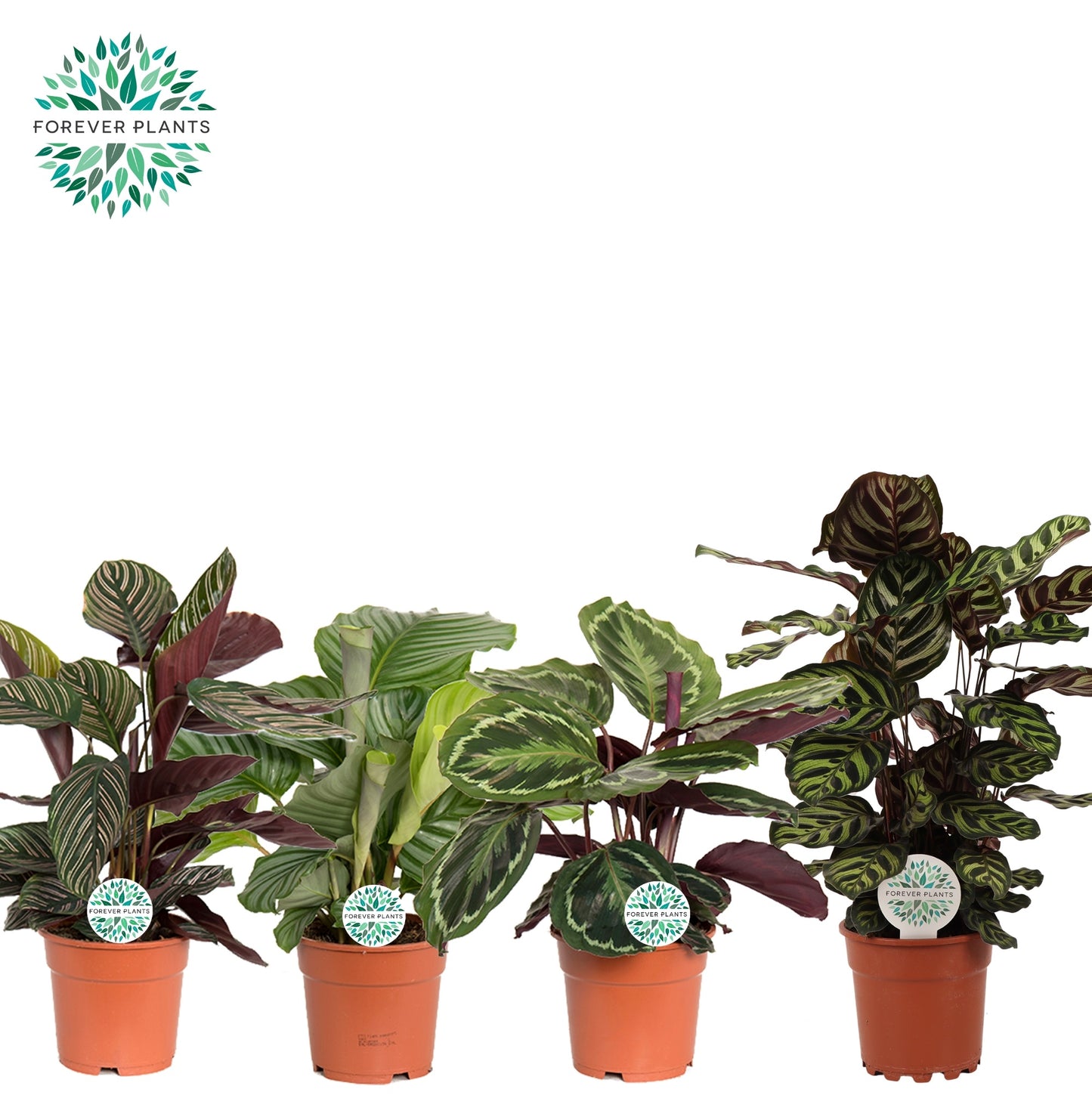 Calathea mix 55cm 17cm Pot