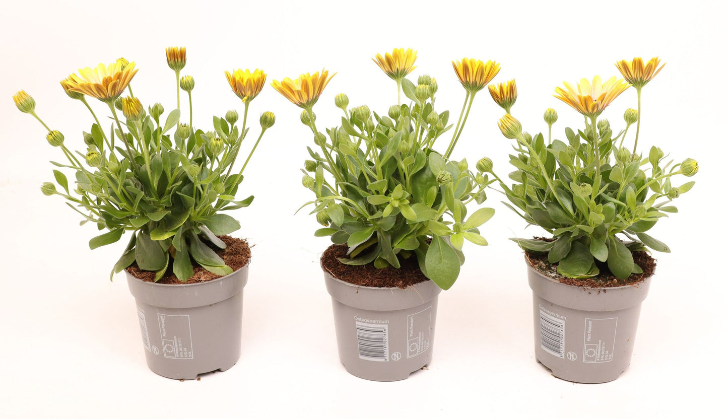 Osteospermum Serenety Pink Eyed Beauty 25cm 510cm Pot