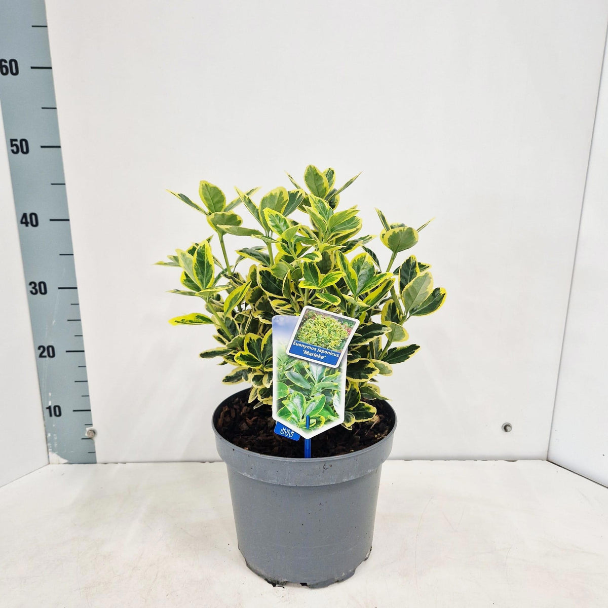 Euonymus Ovatus Aureus 45cm 23cm Pot