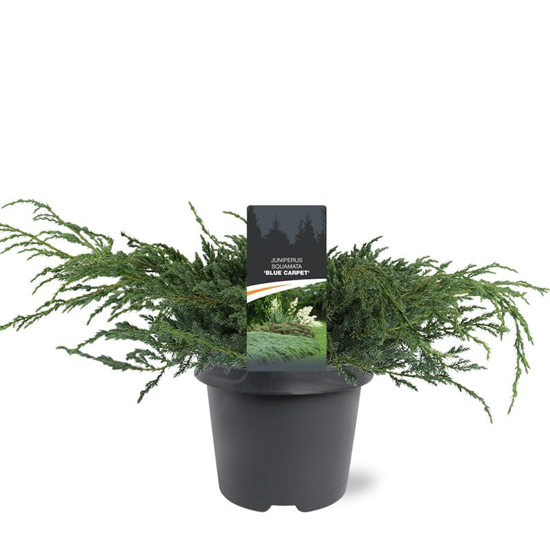 Bremmer Boomkwekerijen Juniperus Blue Carpet Pack of 1