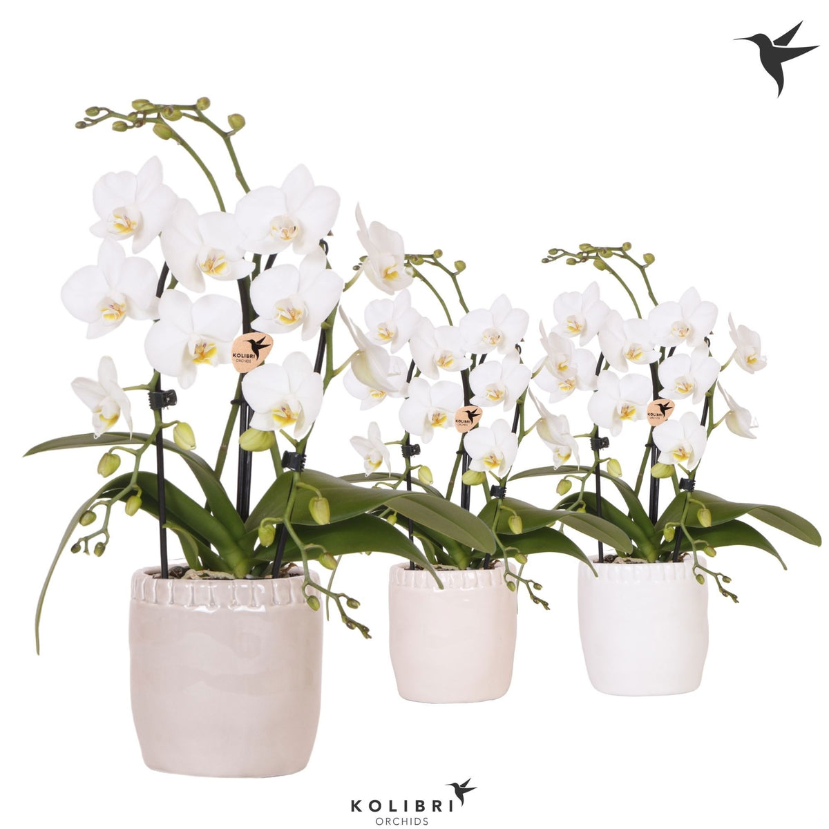 Phalaenopsis Elegant cascade 40cm 9cm Pot