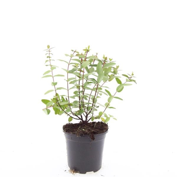 Boer, W.T.M. de Hypericum dum. Peter Dummer Pack of 8
