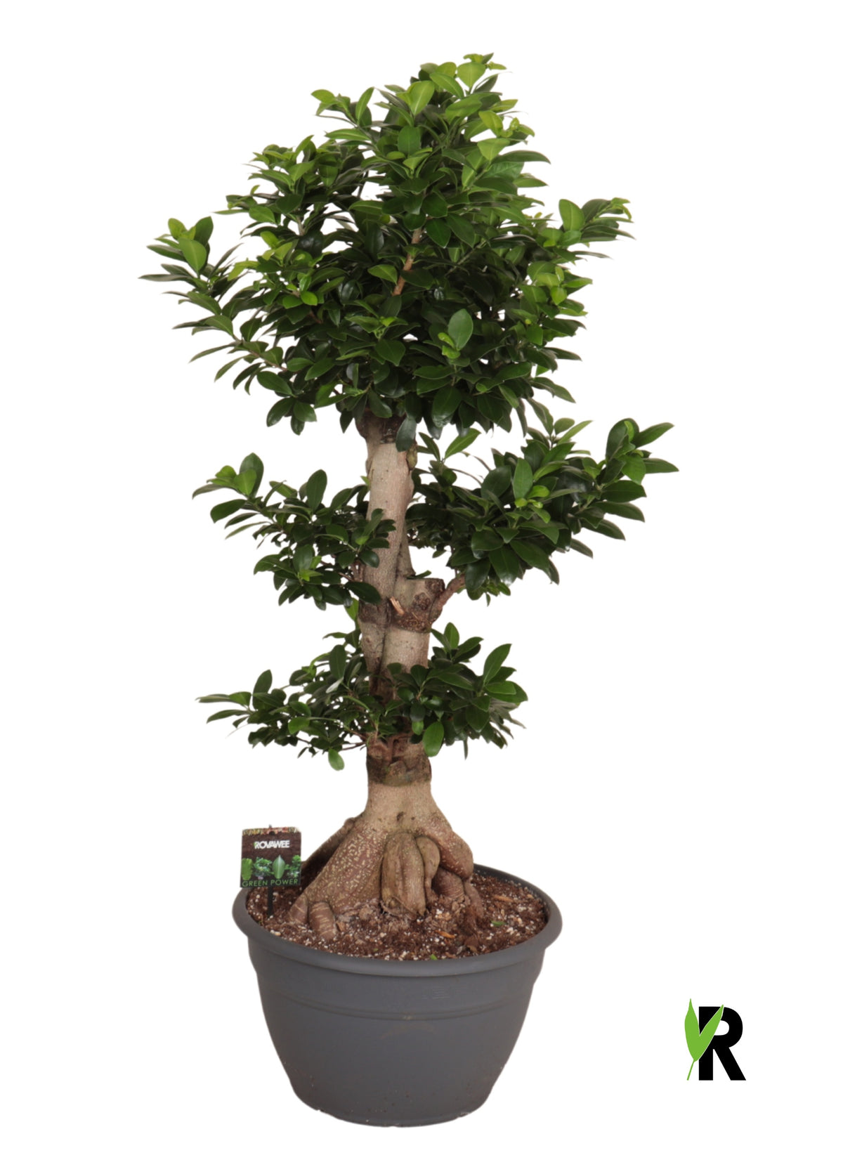 Ficus Ginseng 110cm 35cm Pot