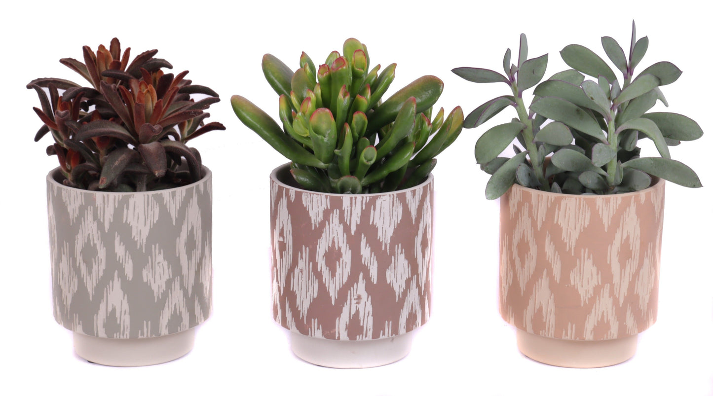 Succulent mix 35cm 14cm Pot